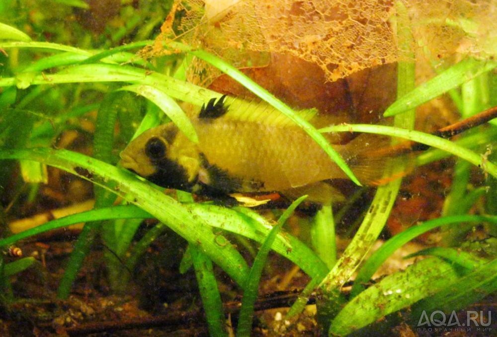 apistogramma panduro