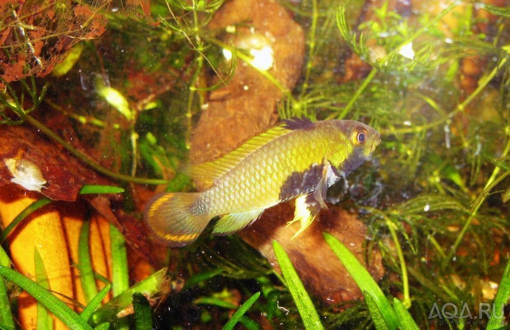 apistogramma panduro