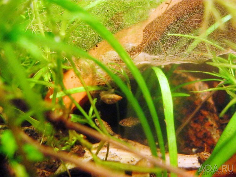 apistogramma panduro