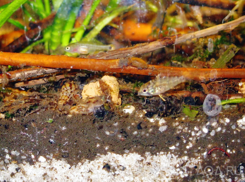 apistogramma panduro