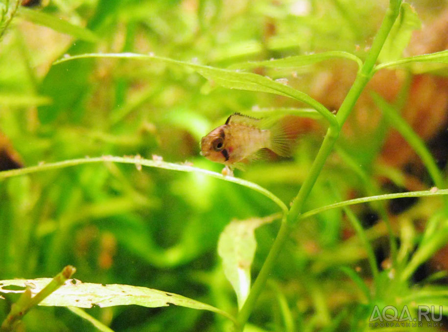 apistogramma panduro