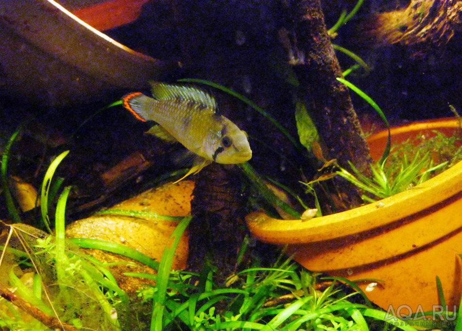 apistogramma panduro