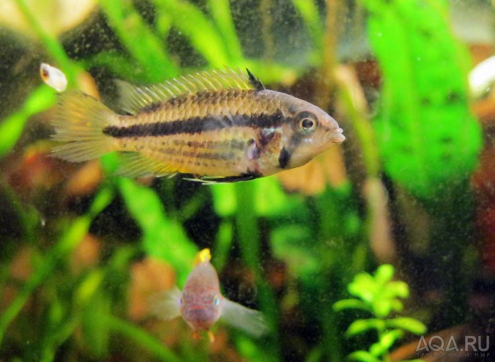 apistogramma kakadu