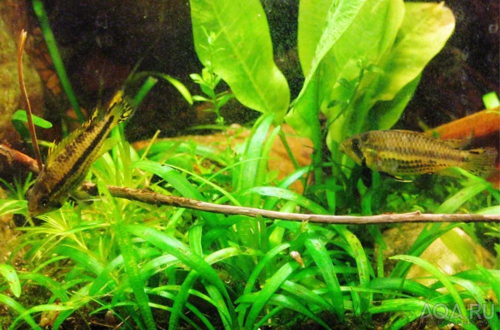 apistogramma kakadu