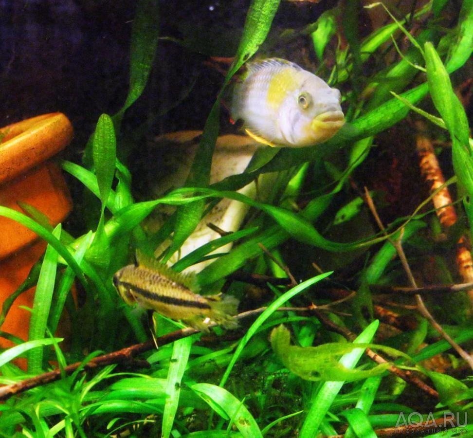 apistogramma panduro