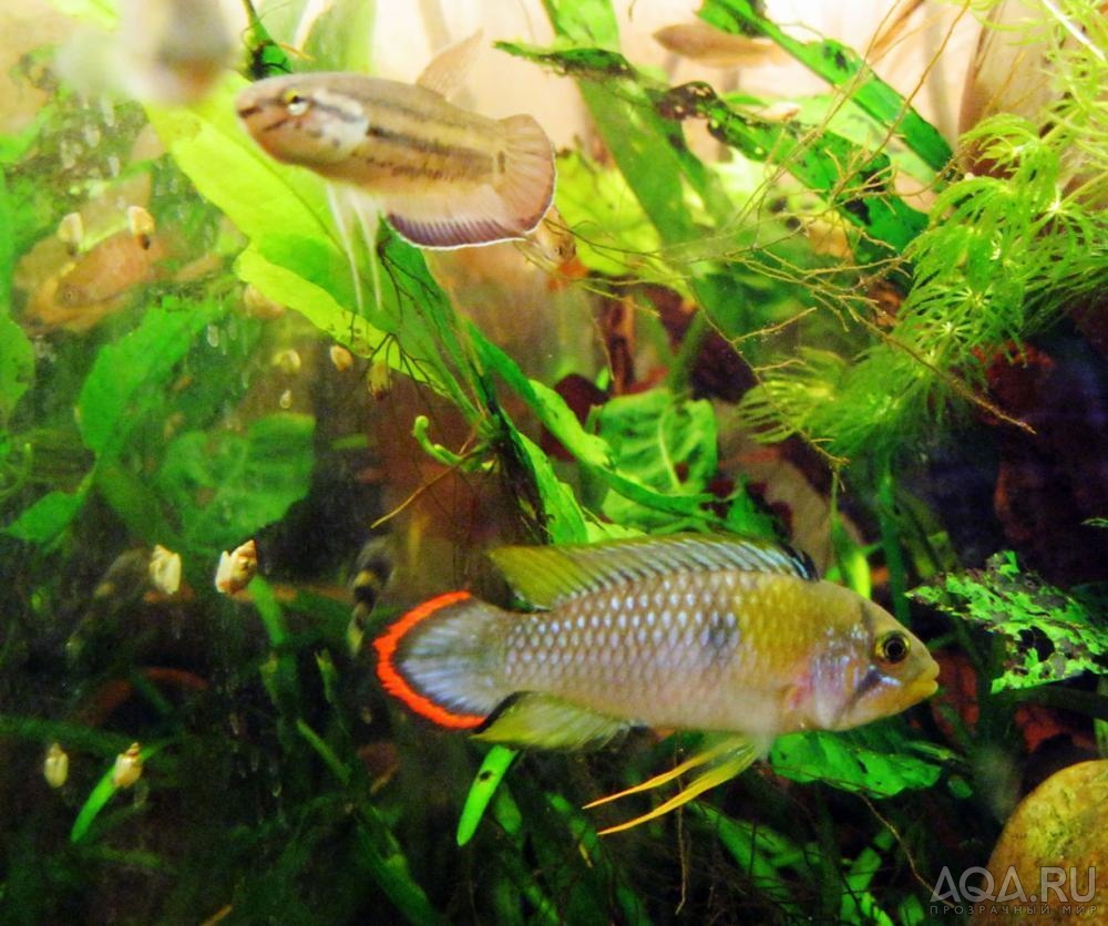 apistogramma panduro