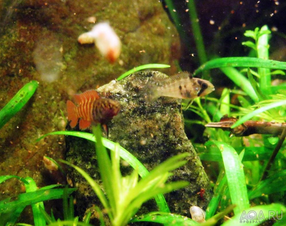 apistogramma panduro