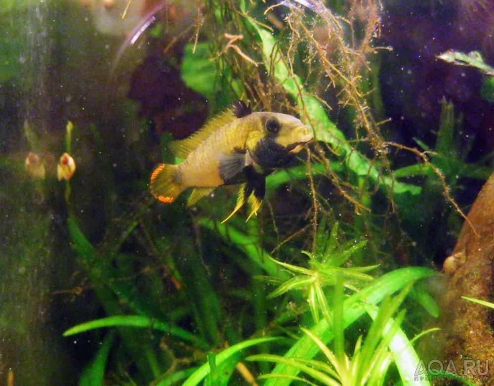 apistogramma panduro