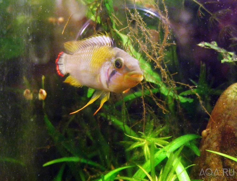 apistogramma panduro