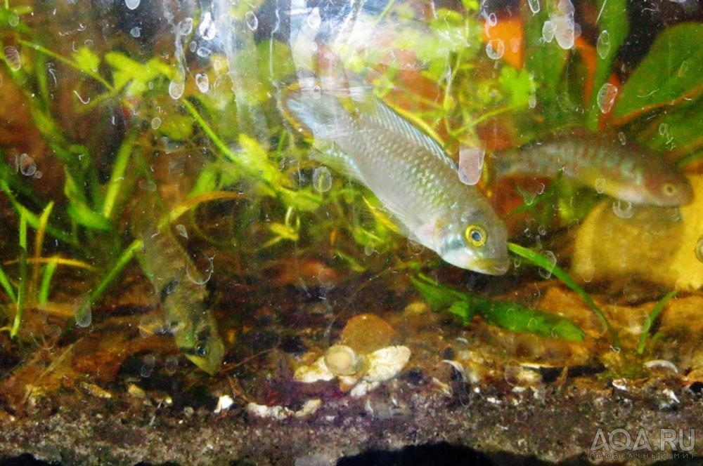 apistogramma panduro