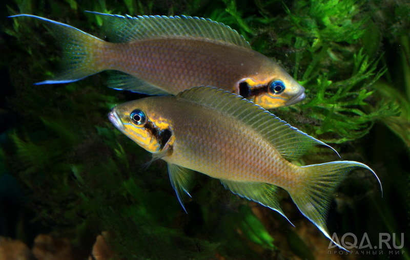 Neolamprologus_brihardi