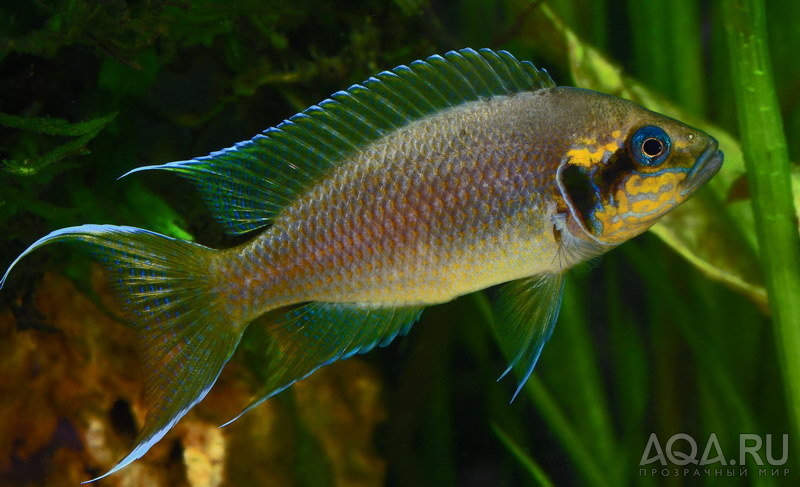 Neolamprologus_brihardi