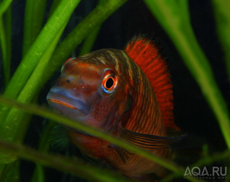 Tropheus morii