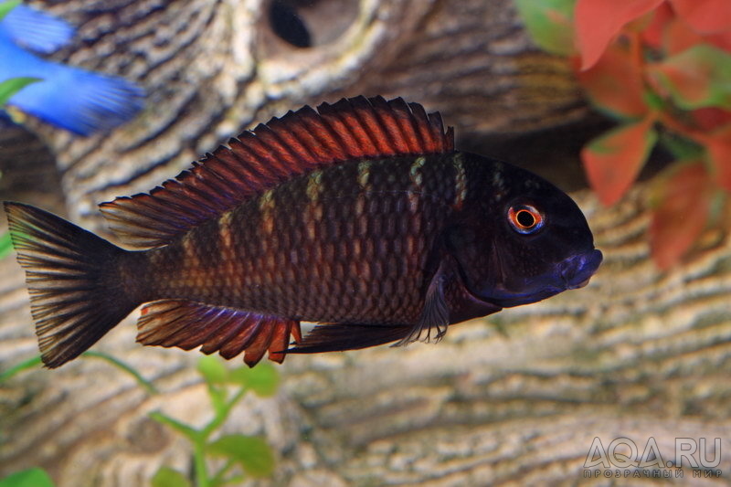 Tropheus morii