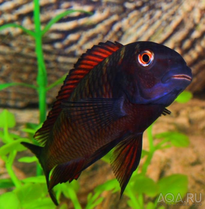 Tropheus morii