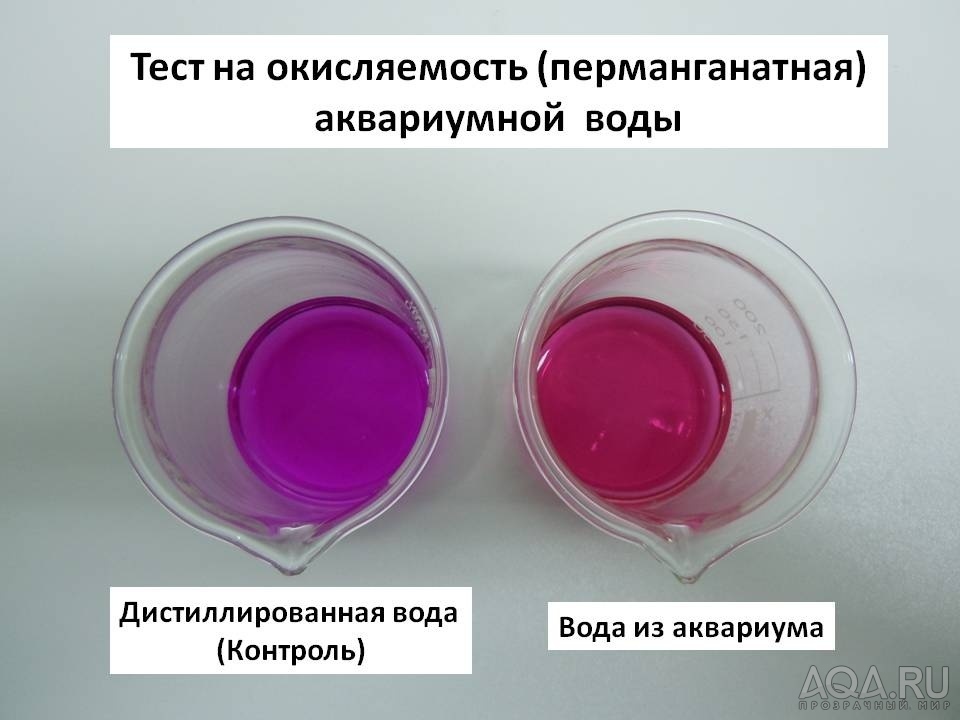 Перманганатная окисляемость воды в аквариуме скарпами кои