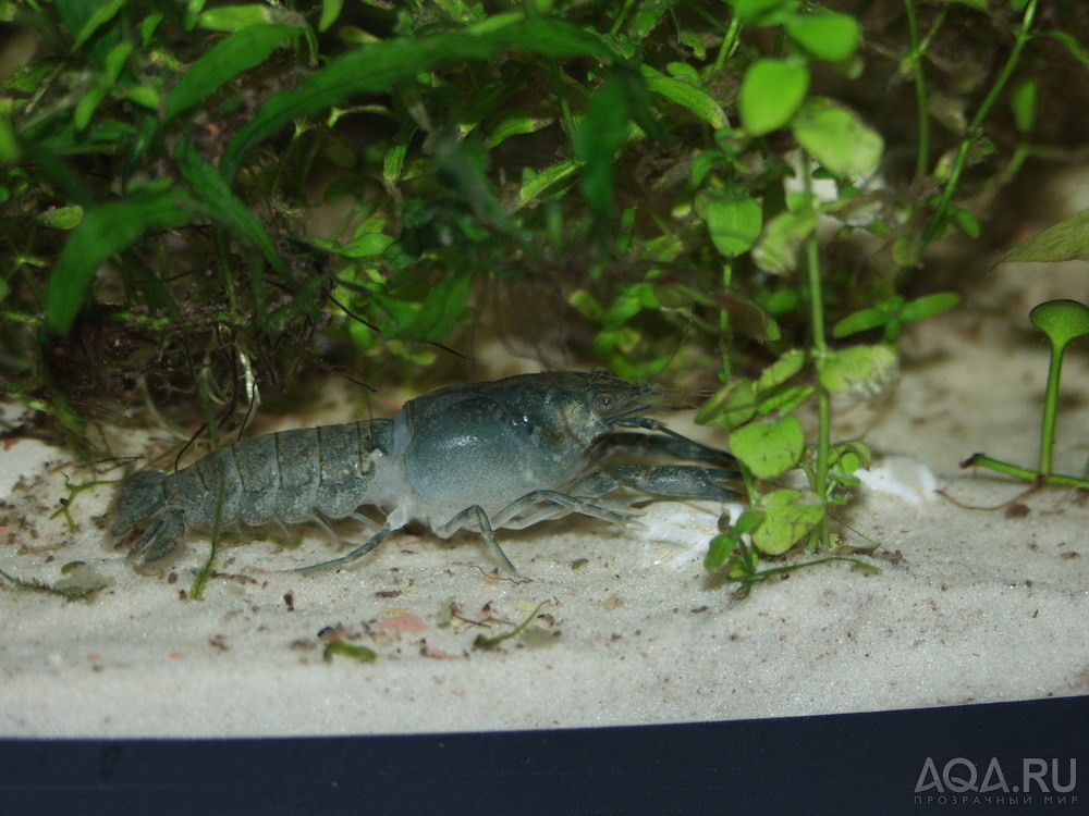 кубинский или голубой рак (Procambarus cubensis) 2
