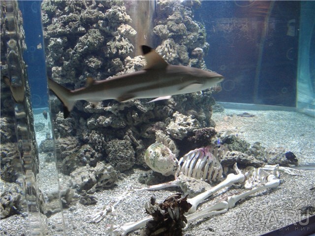Аквариум с акулами.Океанариум,Геленджик