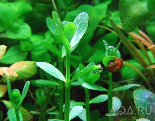 BACOPA MONNIERI