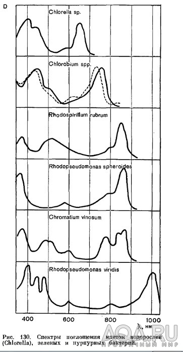 Спектр для водорослей