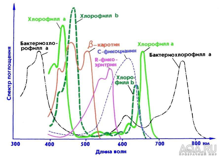 Спектр для водорослей