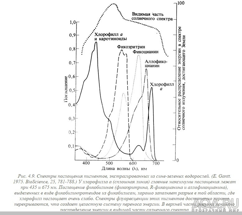 Спектр для водорослей