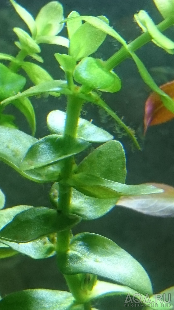 Прозрачные кисточки на тонкой ножке на растениях, стеклах аквариума