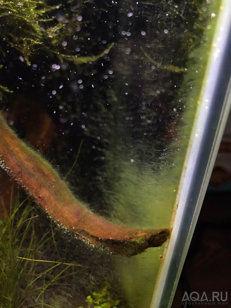 Нитчатые водоросли в аквасе