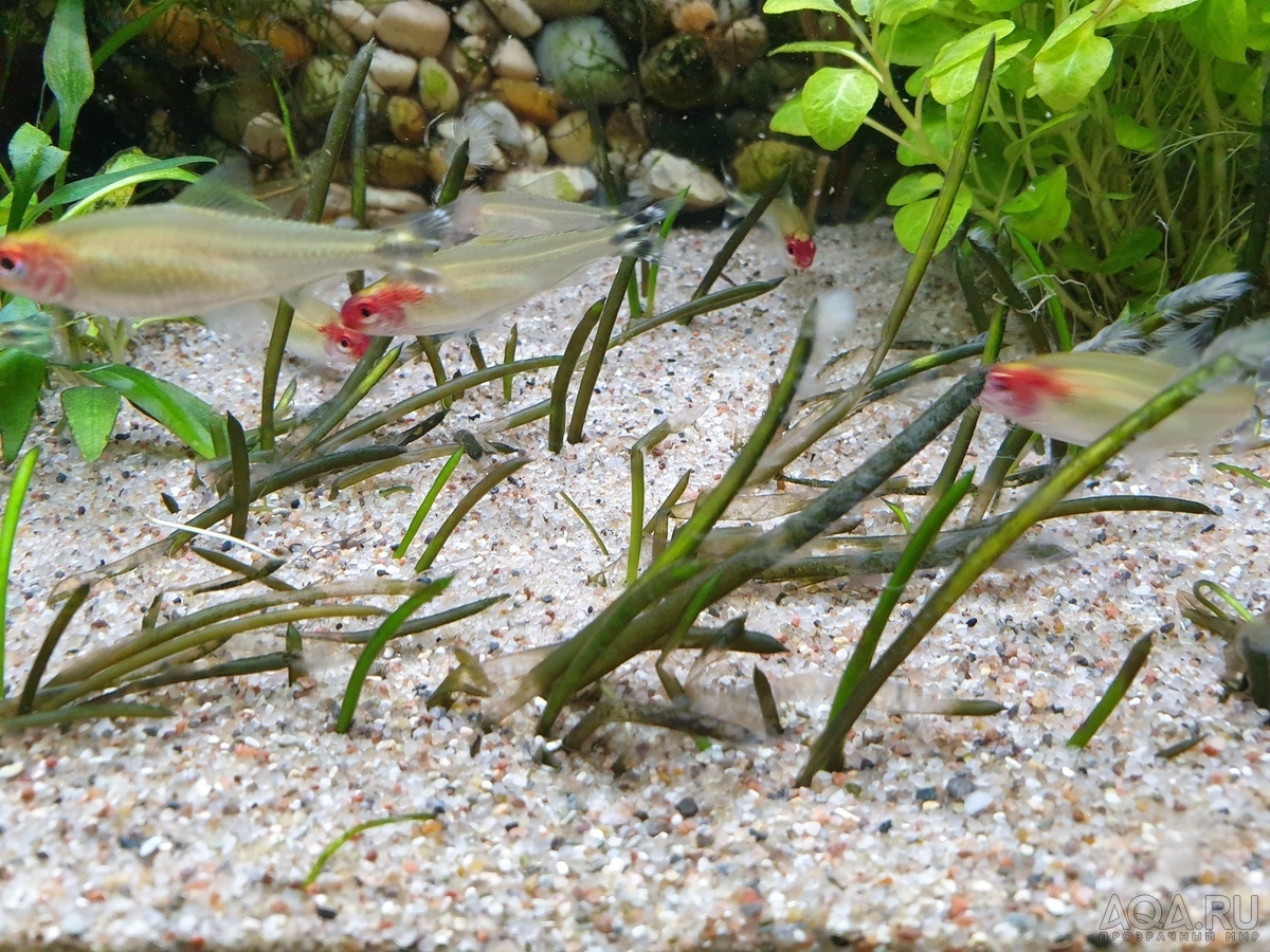 Удаление любых водорослей с жестколистных растений