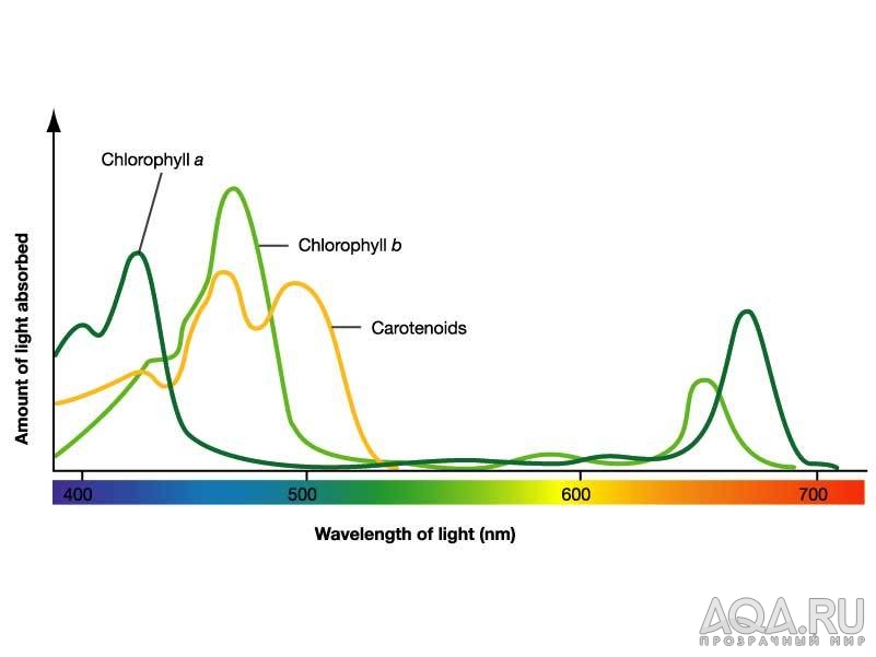 спектр поглощения хлорофилов