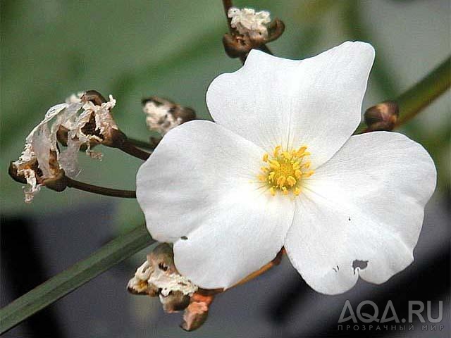 Цветок Echinodorus sp. florens