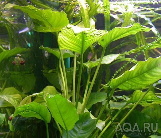 Anubias barteri var barteri?