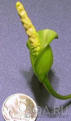 цветок анубиаса 2