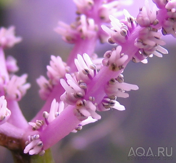 Aponogeton Henkeleanus