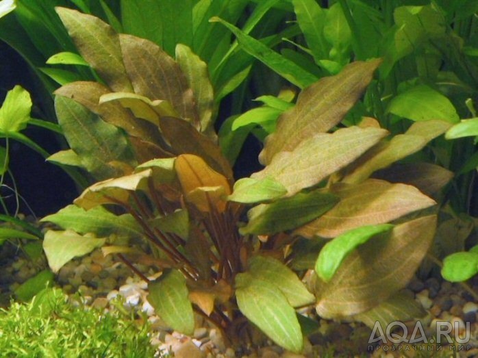 Cryptocoryne beckettii