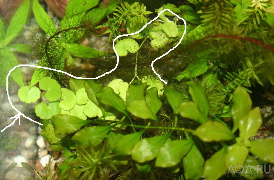 Hydrocotyle leucocephala (вроде как Щитолистник по нашему)