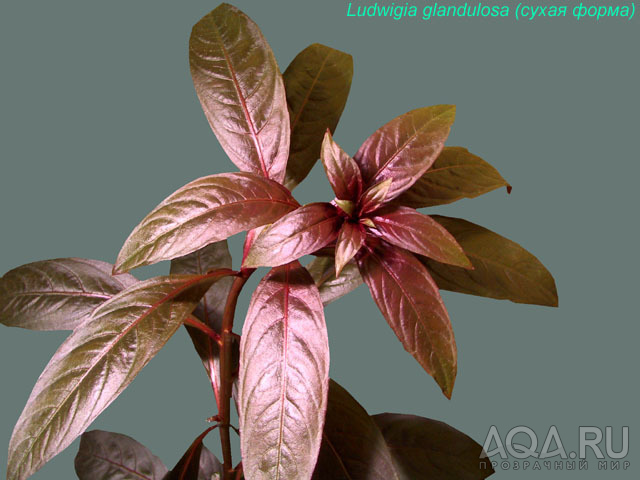 Ludwigia glandulosa