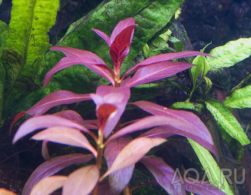 Ludwigia glandulosa?