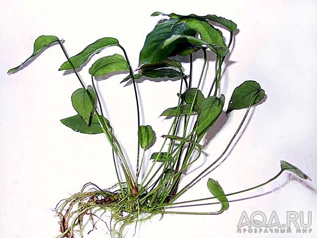 Anubias barteri var barteri