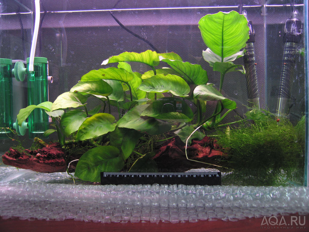 Anubias nana на коряге