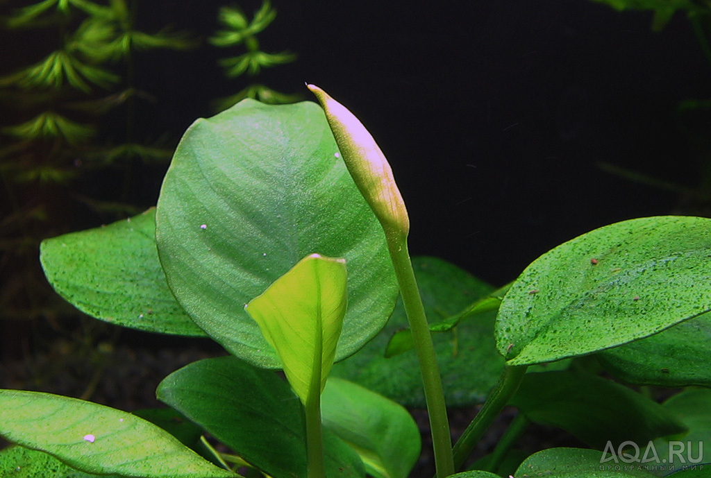 Anubias 1