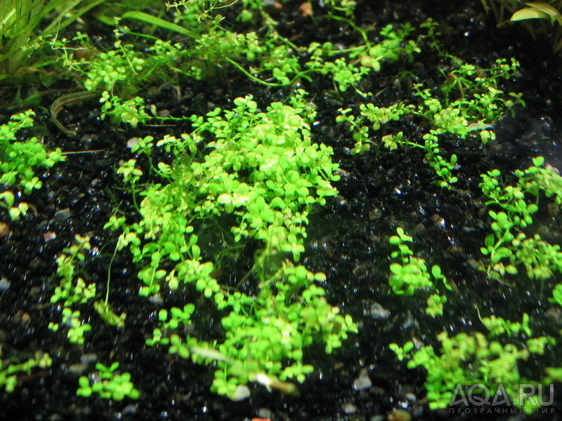 Hemianthus callitrichoides 