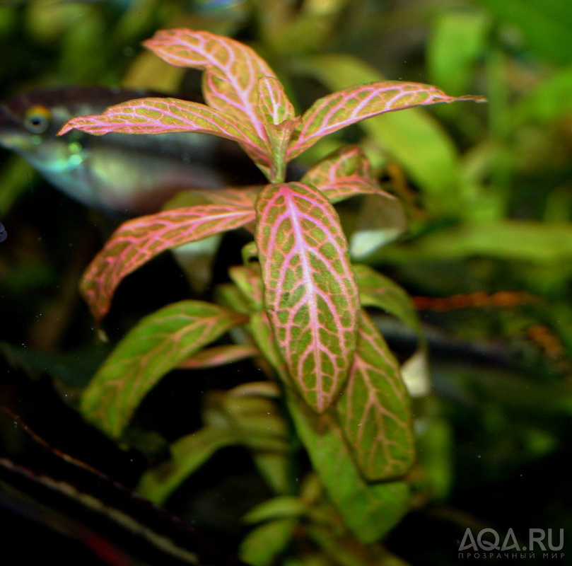 Hygrophila polysperma 'Rosanervig'