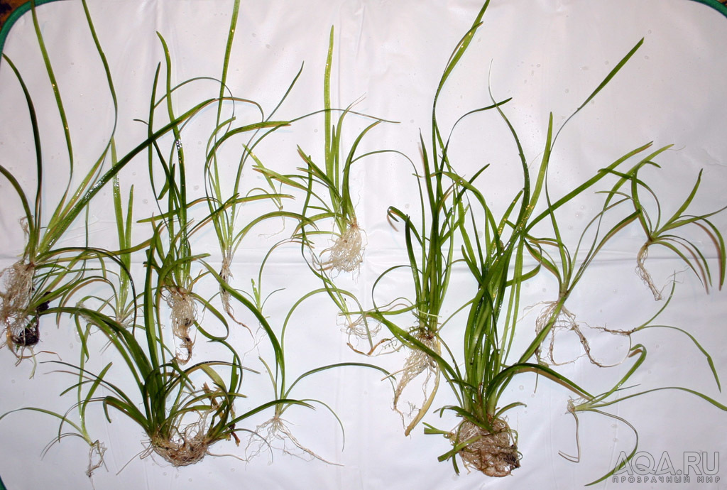 SAGITTARIA SUBULATA