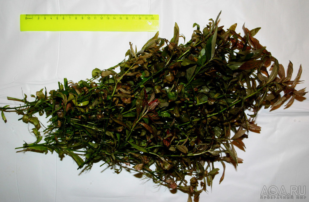 Hygrophila polysperma «Rosa Nervis» 15-20 веток от 15см за всё 200 руб