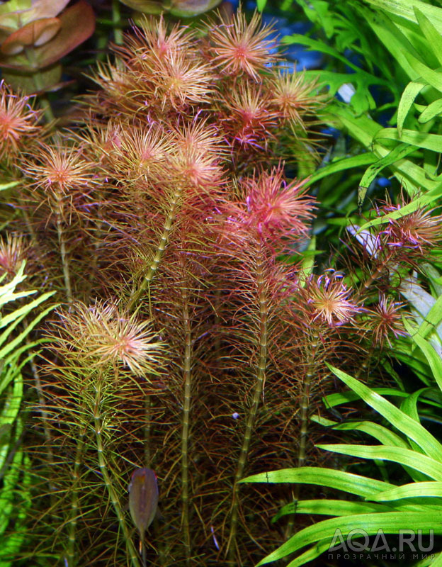 Rotala wallichii