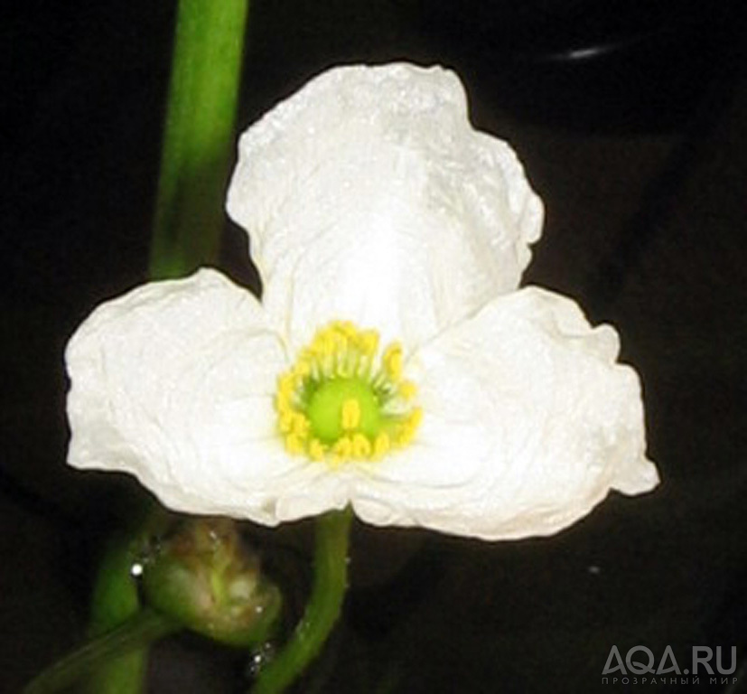 Цветок эхинодоруса селловиануса