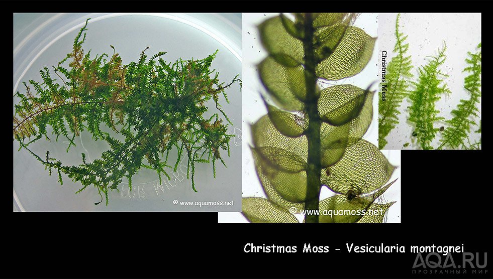 Christmas Moss, Рождественский мох