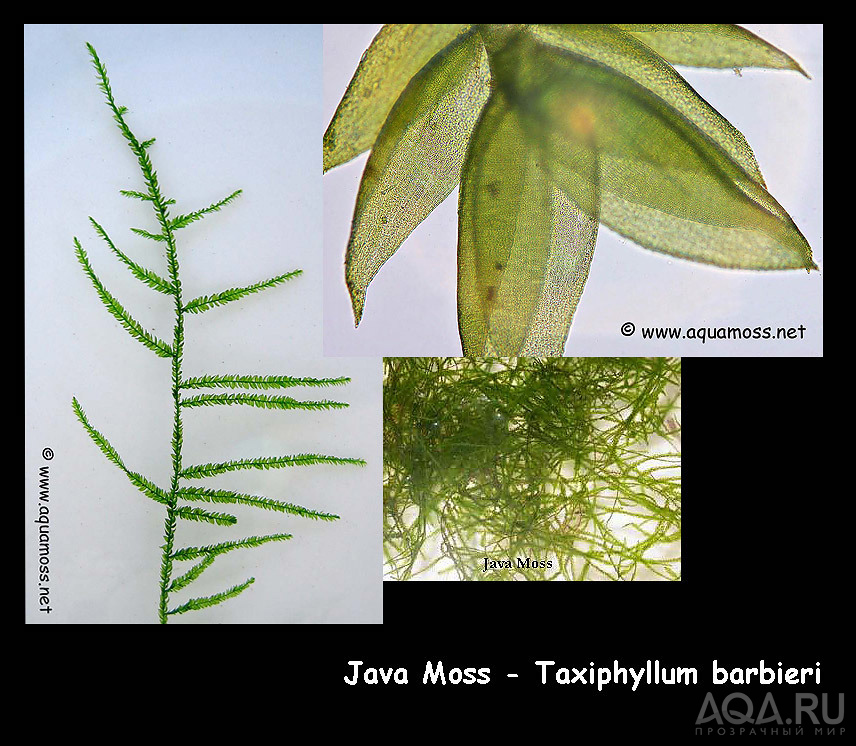 Java Moss, Яванский мох.