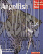 Angelfish_Goldstein Robert Jay